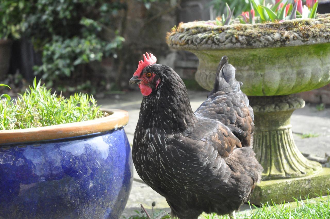 Wadhurst Little Tidebrook Farm Bed & Breakfast エクステリア 写真